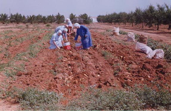 925-LaPalma-OCSO-sacando_patatas.jpg