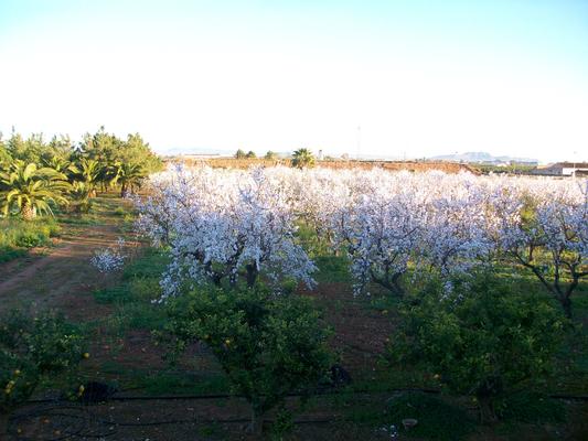 900-LaPalma-OCSO-Almendros_en_flor.jpg