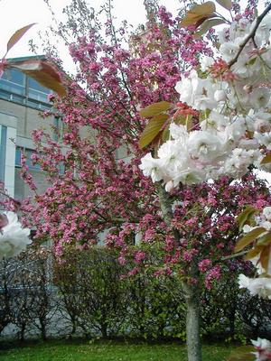 092-Bethlehem-OCSO-cherry_blossom_3_09-05-06.JPG