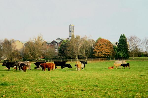 095-Bethlehem-OCSO-Lawn_cattle_24-10-07.jpg