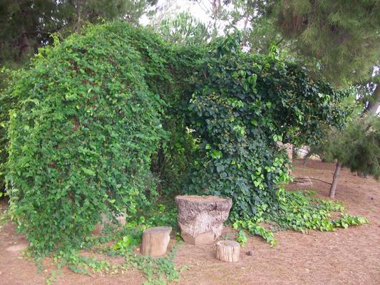 900-LaPalma-OCSO-Lado_del_cementerio.jpg