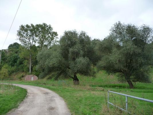 Klosternaundorf_53_Gelbe.JPG