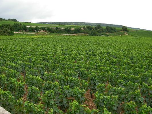 Clos_Vougeaut_Stadermann-DSCN1407.JPG