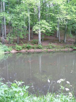 Marienthal_-_Eckartsberga_-_Gelbe_02.JPG