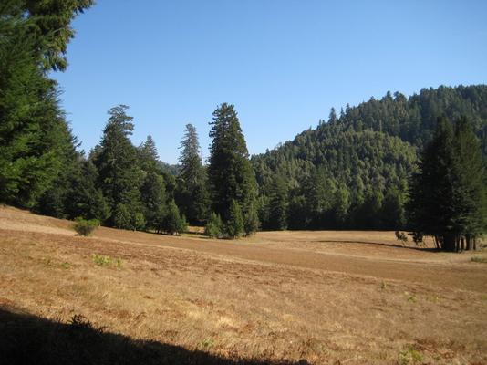 950-Redwoods-OCSO-second_field_2.JPG