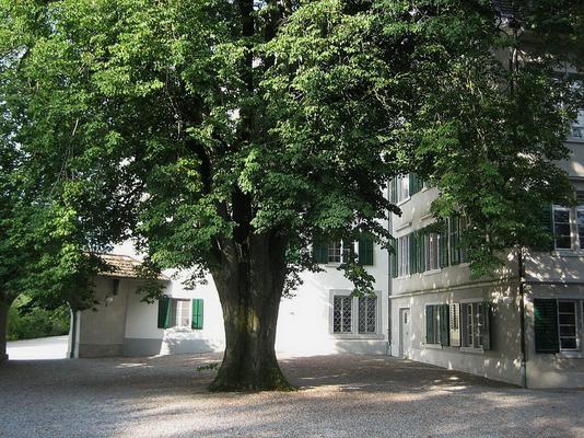 135-Adrian_Michael-Wurmsbach_Linde.jpg