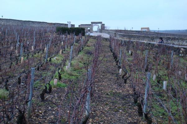 Clos Vougeot Sasama DSC03076.JPG