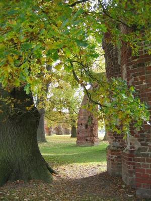 au_Gelbe_-_Eldena_21_Blick_zum_Kreuzgangsrest.jpg