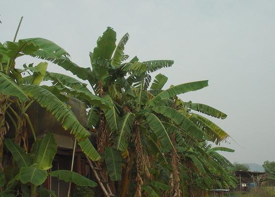 phuoc son 071-Tomann.jpg