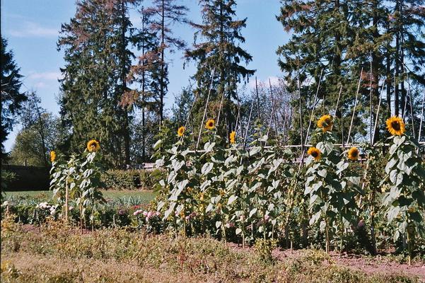 903-MariaFrieden-OCSO-Garten.jpg