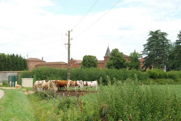 096-Dombes__les_-_Gier-DSC_7876.JPG