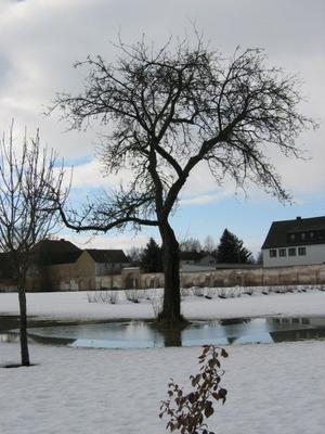 ge_Gelbe_-_Klostergarten_Schneeschmelze.jpg