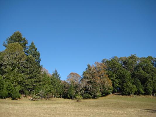 952-Redwoods-OCSO-second_field.JPG