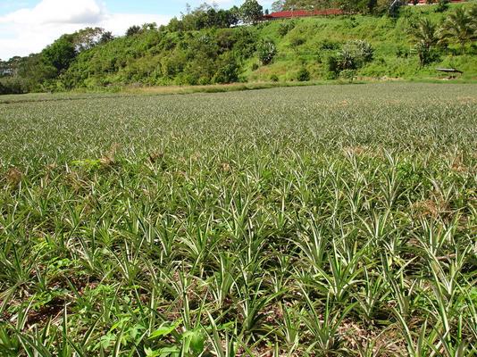 755-Matutum-OCSO-Pineapples_fields.JPG