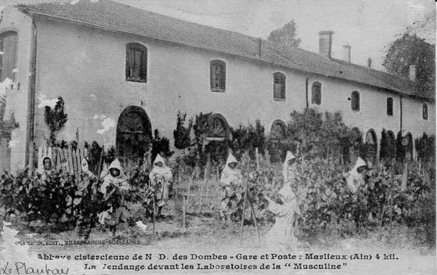 080-Carte_postale_ancienne_-_Notre-Dame-des-Dombes_-_la_vendange_devant_les_laboratoires_de_la_Musculine.jpg