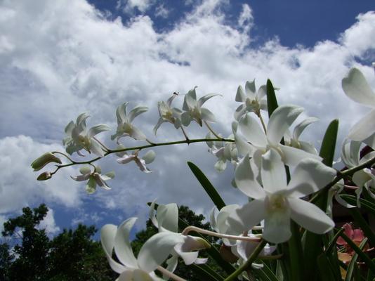 990-Matutum-OCSO-Orchids_at_the_back_of_the_church.JPG