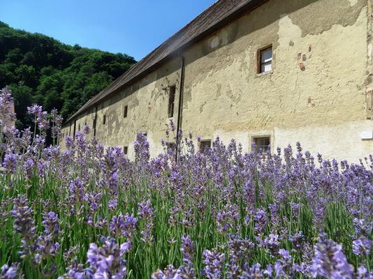 403-Buch-12_Lavendel_Kapitelhaus-Benndorf.JPG