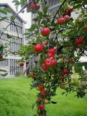 091-BETHLEHEM-OCSO-apple_cluster_F.jpg