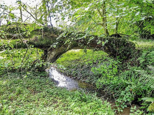 090-Espirat-Arbre_formant_un_pont_naturel_sur_le_ruisseau_de_l_abbaye.jpg