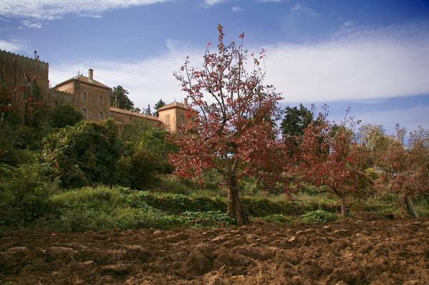 Monastere_de_Tibhirine_vue_des_champs_Author-Ps2613-kl.jpg